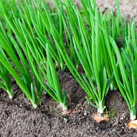 ПЕРЕД ПОСАДКОЙ ЛУК НУЖНО ЗАМОЧИТЬ В СОДЕ